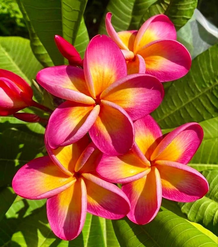 pink and yellow flower with green leaves in the backgrounge area, closeup