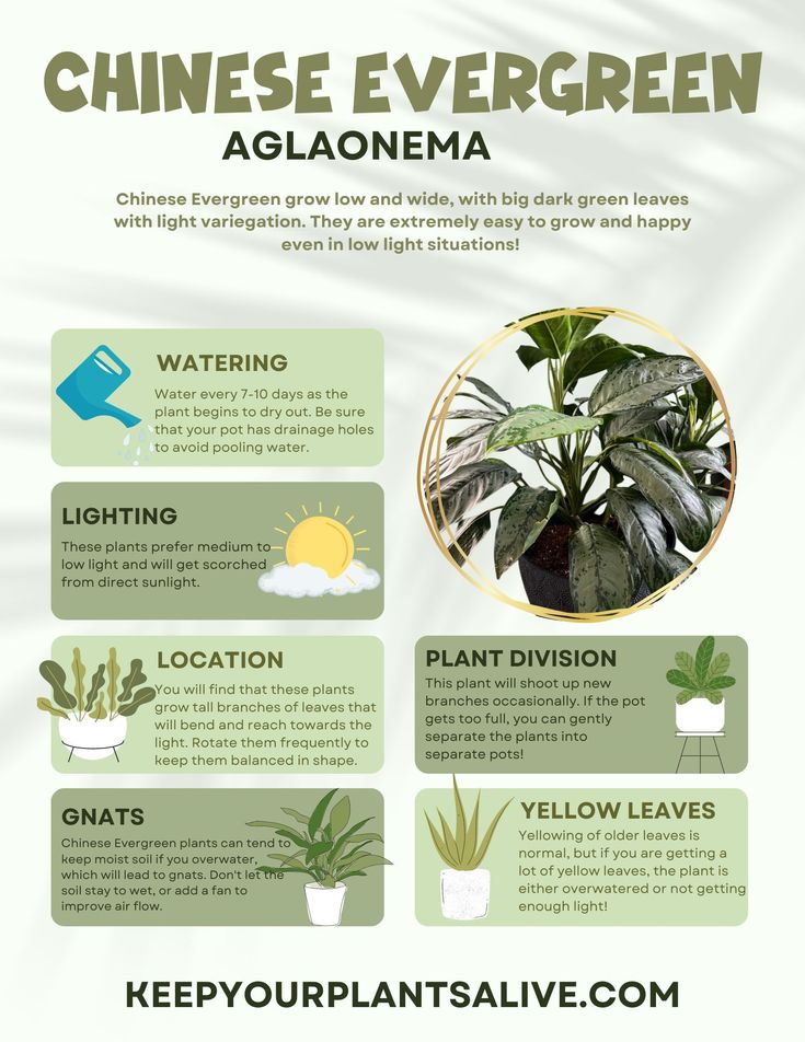 an info sheet describing the different types of houseplants and how to use them