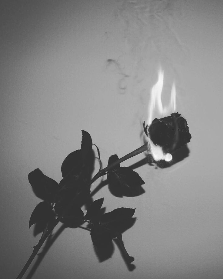 a black and white photo of a single rose with fire coming out of the petals