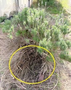 a yellow circle is in the middle of some grass and dirt with weeds growing around it