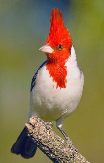 a red and white bird sitting on top of a tree branch