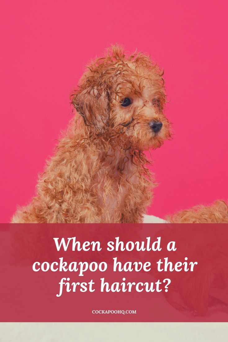 a brown dog sitting on top of a bed next to a pink background with the words when should a cockapo have their first haircut?