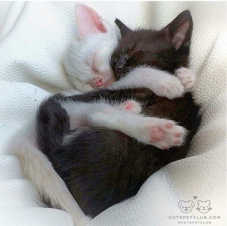 two black and white kittens cuddle together on a blanket, one sleeping while the other sleeps