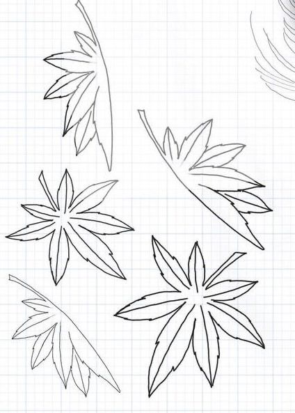 four leaves drawn in pencil on a sheet of paper