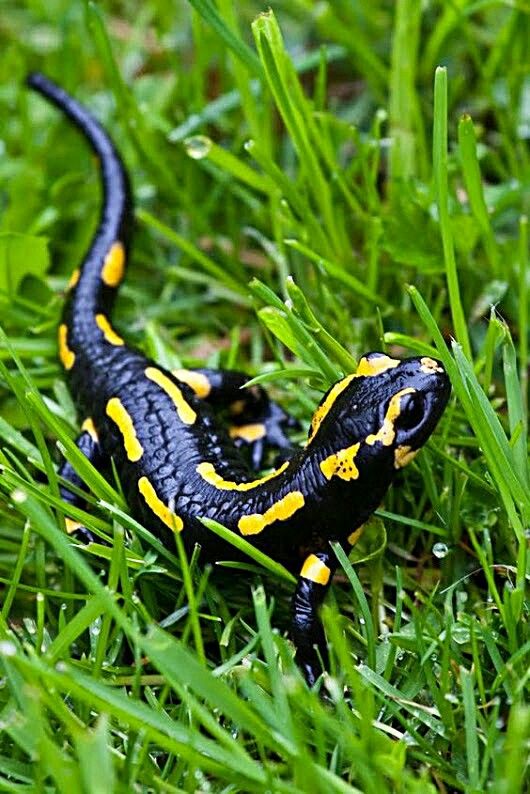 a black and yellow lizard laying in the grass