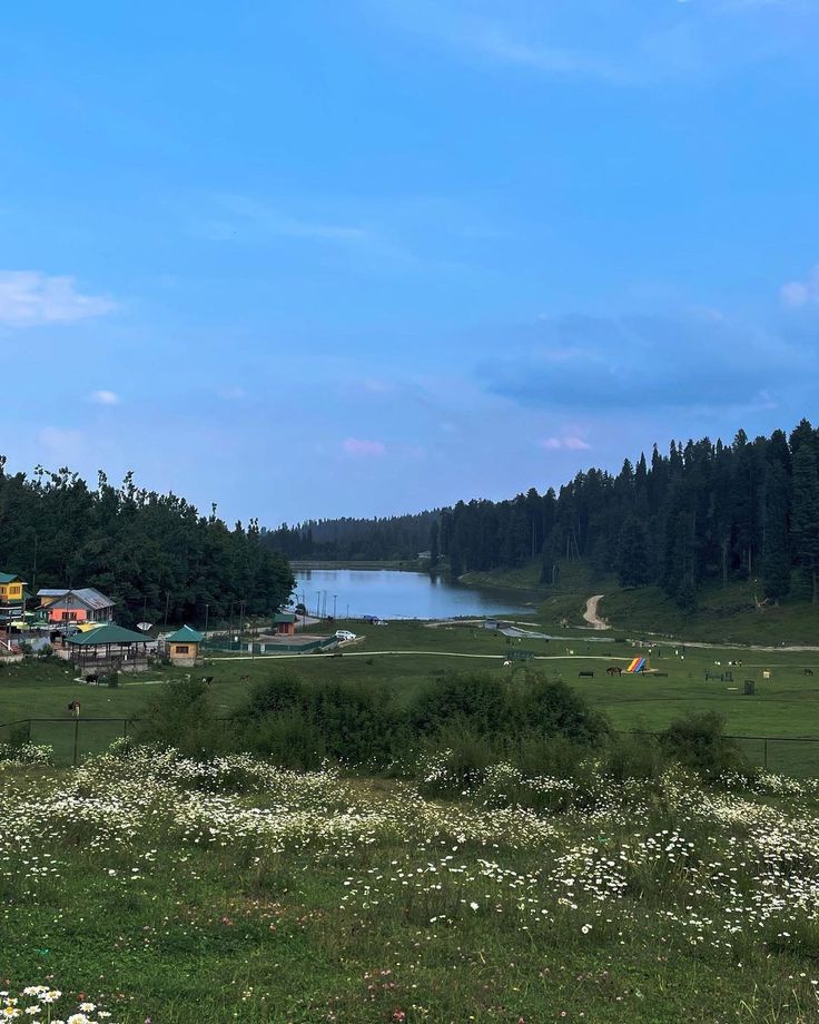 a field with white flowers and trees in the background, near a body of water