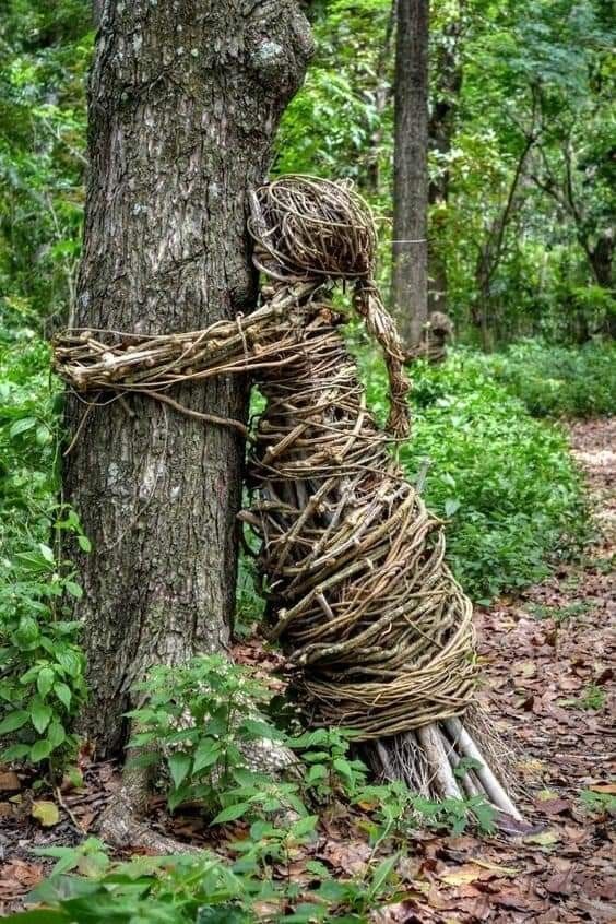 a vine wrapped around a tree in the woods