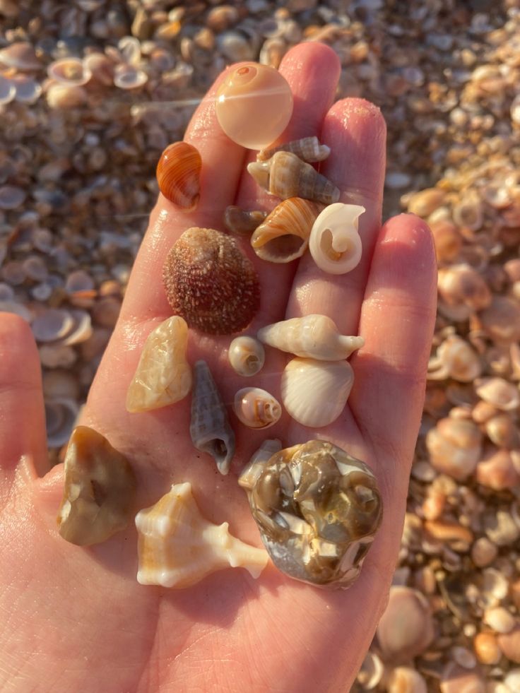 a hand holding several different types of seashells in it's palm area