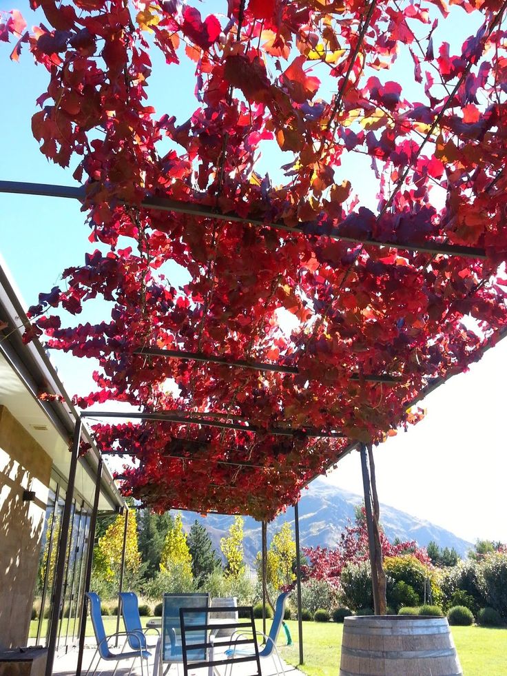 an outdoor covered patio area with chairs and table under a tree that has red leaves on it