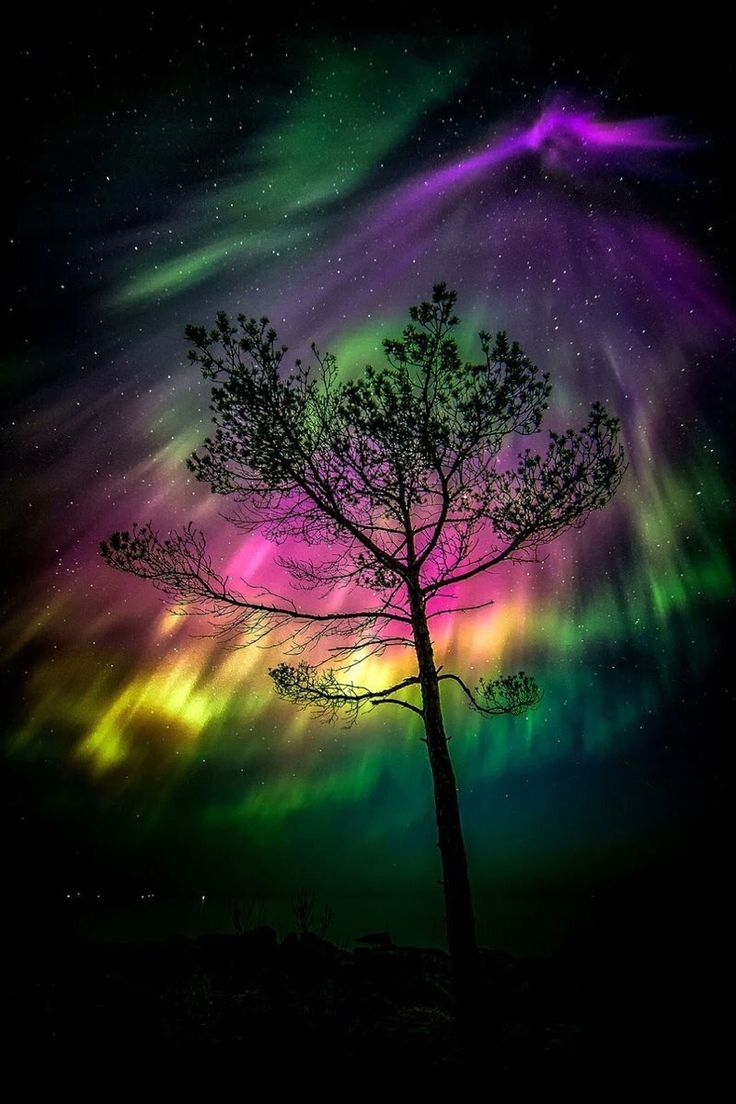 a tree with the aurora lights in the background