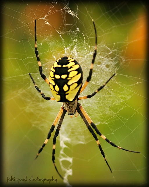 a yellow and black spider sitting on its web