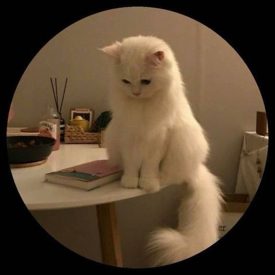 a white cat sitting on top of a table