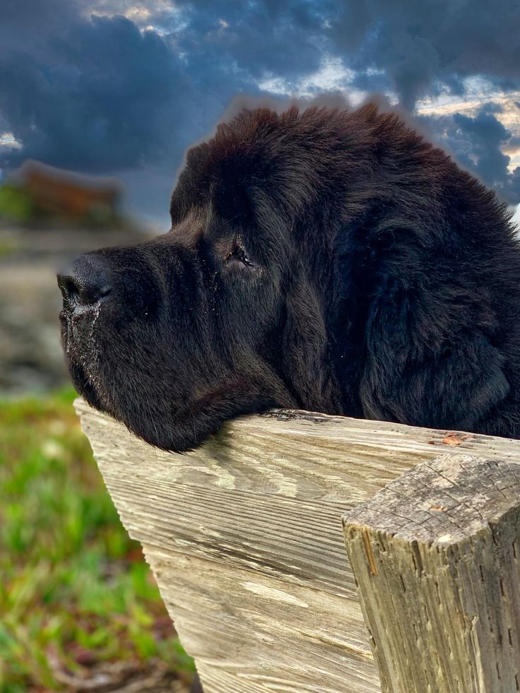 a large black dog laying down on top of a wooden bench next to grass and clouds