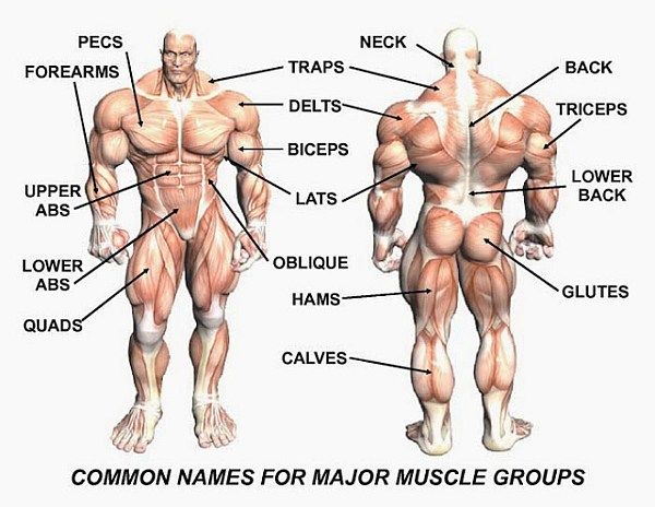 the muscles are labeled in this diagram, with names for major muscle groups on each side