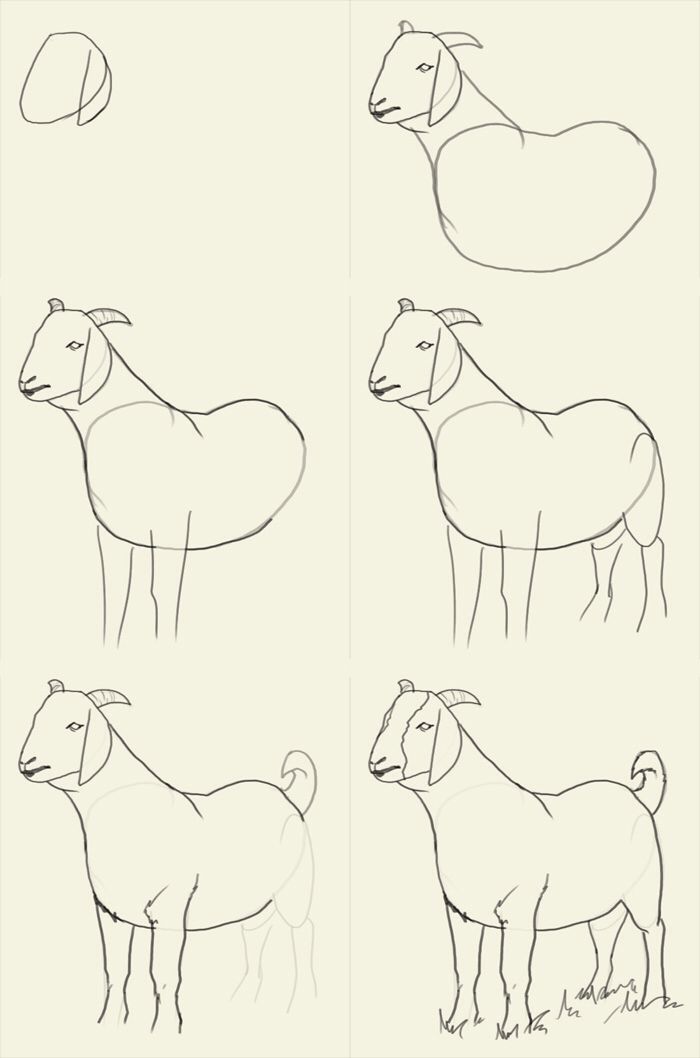 four different types of horses drawn in pencil