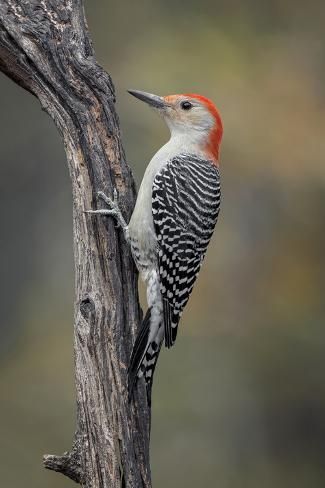 a red - bellied woodpecker perches on a tree branch