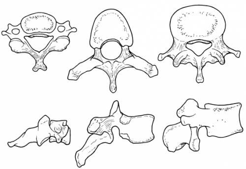 Wishbone Tattoo, Biology Diagrams, Anatomy Bones, Surgical Technologist, Basic Anatomy And Physiology, Nursing Books, Human Body Anatomy, Human Anatomy Drawing, Muscle Anatomy