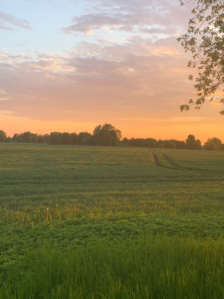 an empty field at sunset with trees in the distance