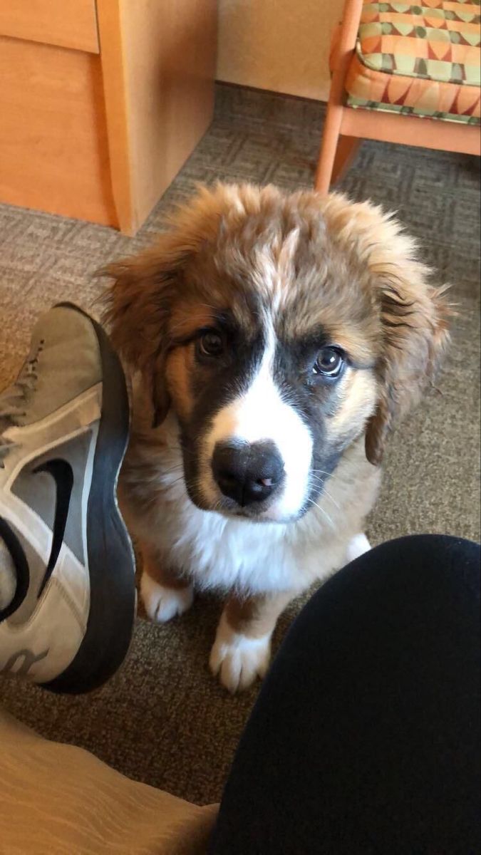 a brown and white dog sitting next to a person's shoe on the floor