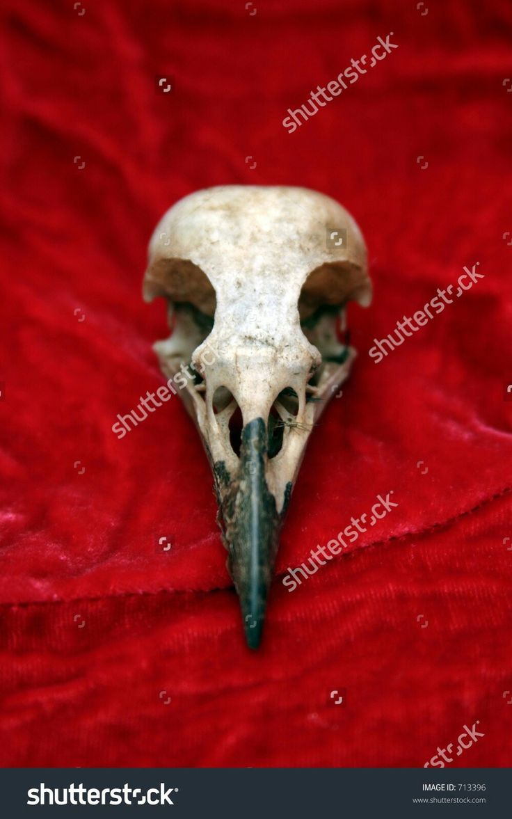 an animal skull with a long beak on a red blanket