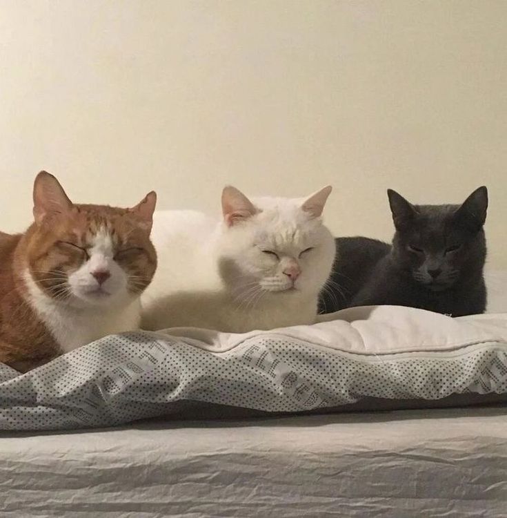 three cats laying on top of a bed next to each other