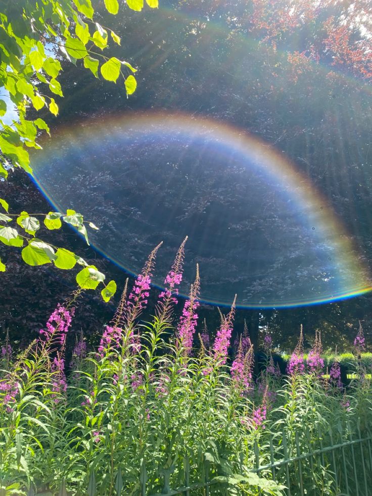 a rainbow in the middle of a field with purple flowers and green leaves around it