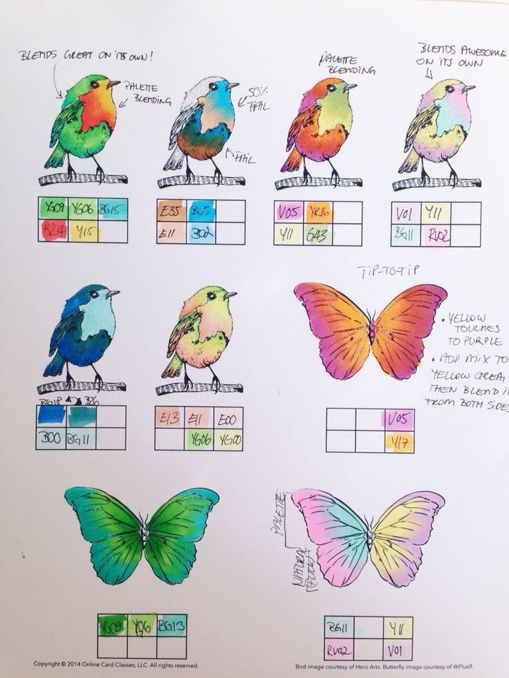 butterflies and moths are shown on a whiteboard with colored labels in the middle one shows different types of wings