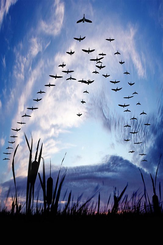 a flock of birds flying in the sky over tall grass at sunset or dawn with blue and white clouds