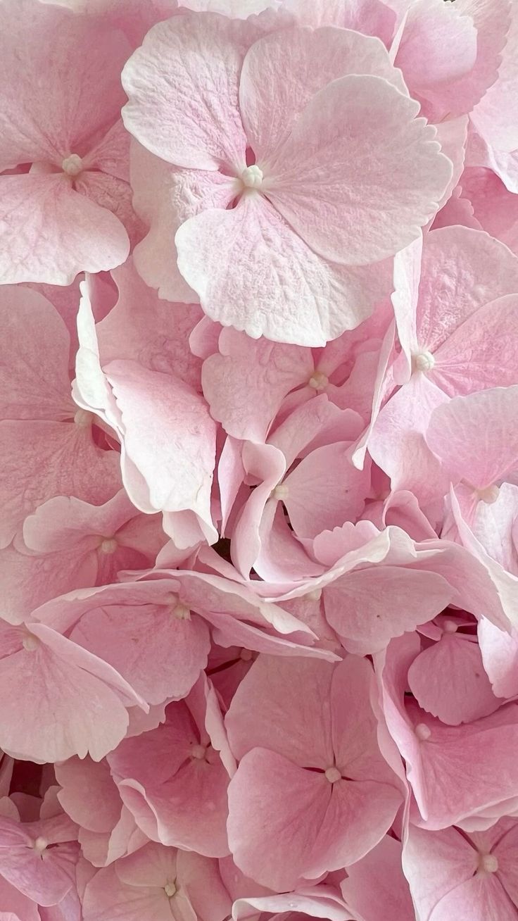 pink hydrangea flowers are blooming in the garden