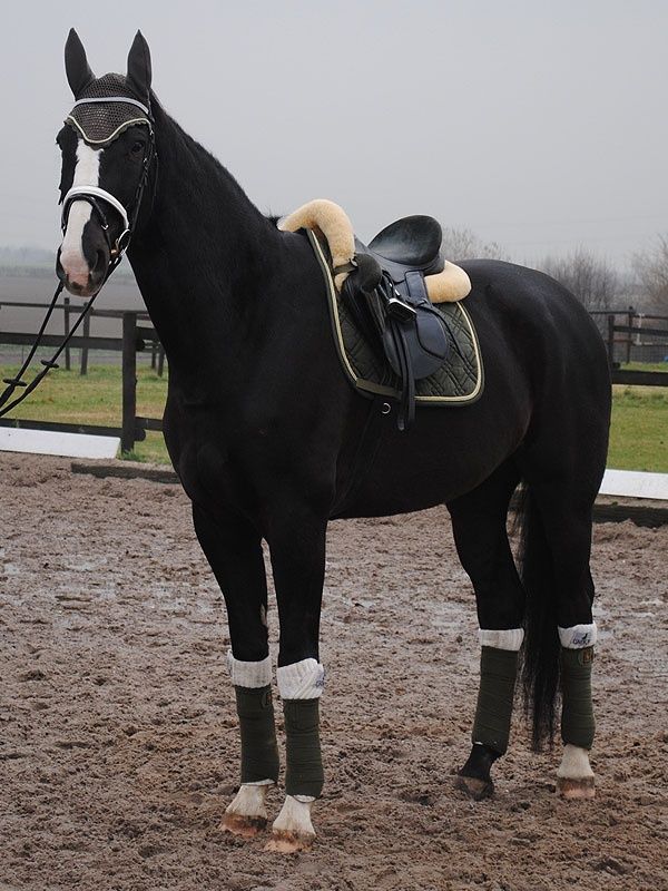 a black horse standing on top of a dirt field