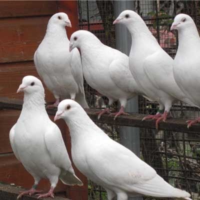 five white pigeons are standing on a fence