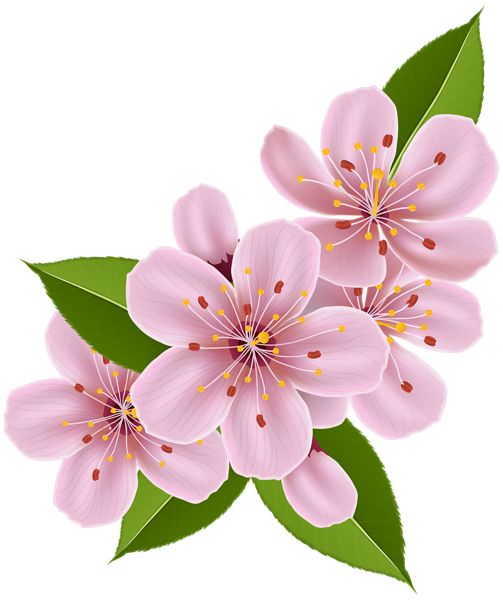 pink flowers with green leaves on a white background