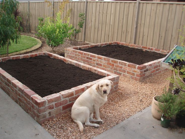 a white dog sitting in the middle of two raised garden beds with dirt on them