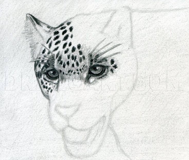 a pencil drawing of a cat's face with an animal's head on it