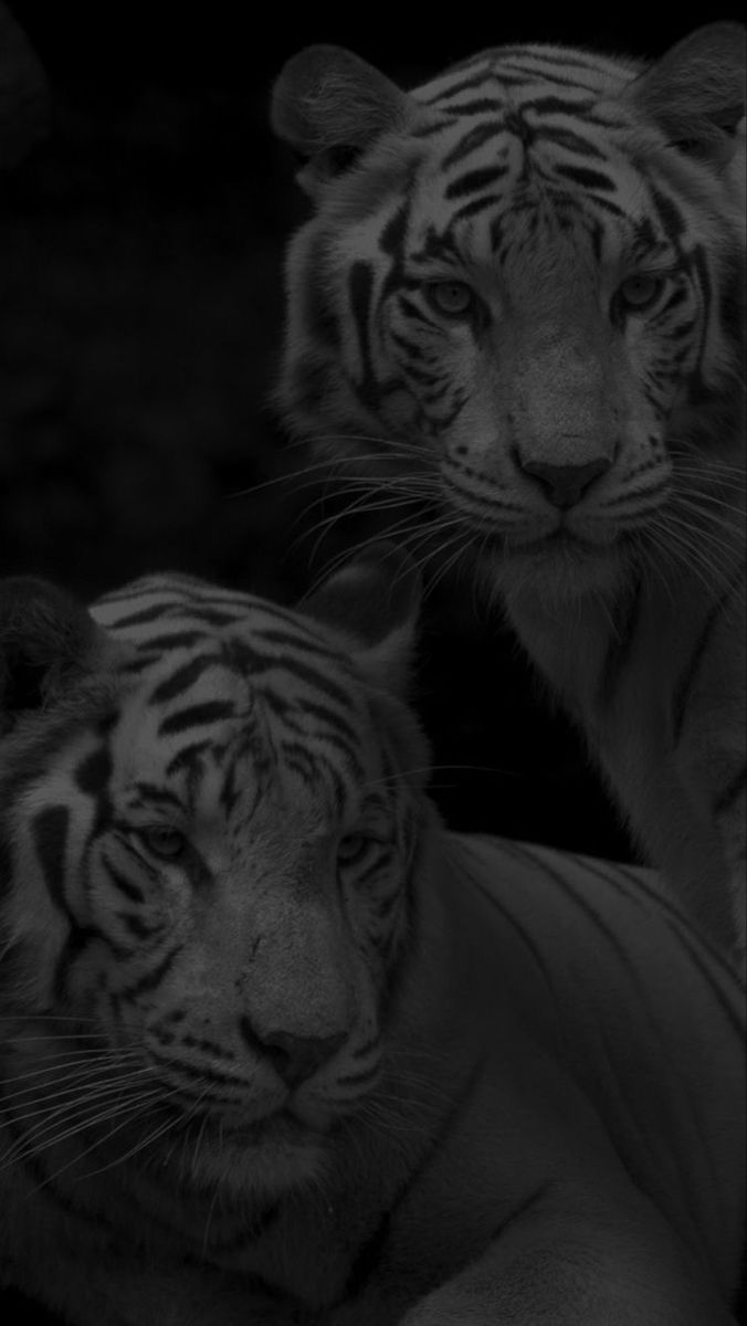 two white tigers sitting next to each other in black and white photo with dark background