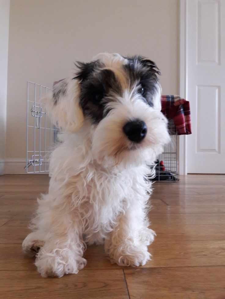 a black and white dog sitting on top of a hard wood floor