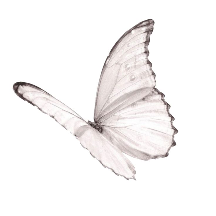 a white butterfly flying through the air