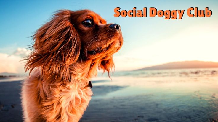 Social Doggy Club | Dog Info, Dog Training, Dog Health