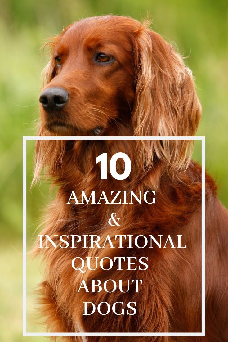 a brown dog with the words, 10 amazing and inspirational quotes about dogs on it