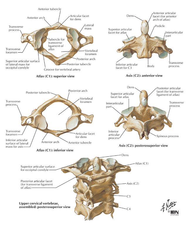 an image of different bones and their functions