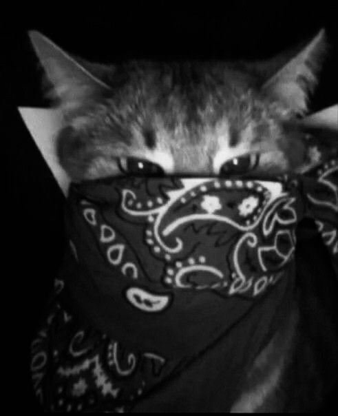 a cat that is laying down with its head on top of a bandana covering it's face