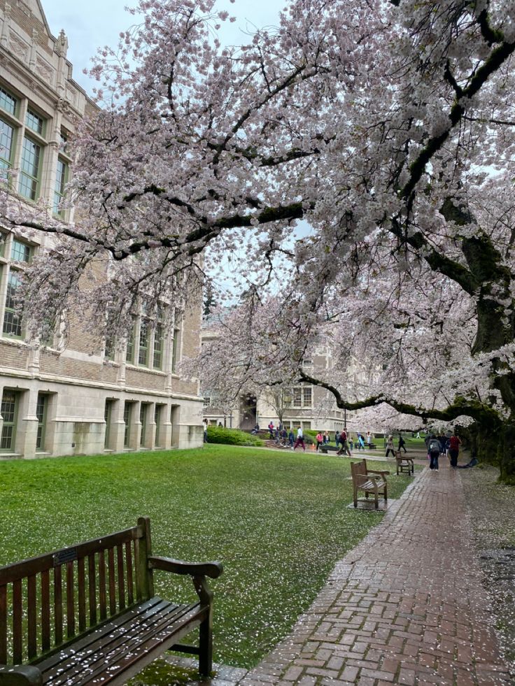 a park bench sitting in front of a tree filled with blossoming cherry blossoms on a college campus