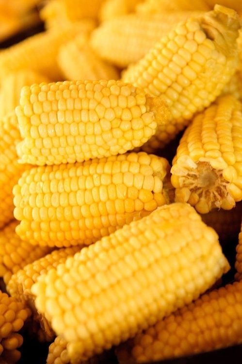 corn on the cob is shown close up