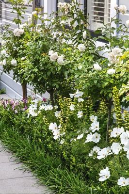 white flowers line the side of a house