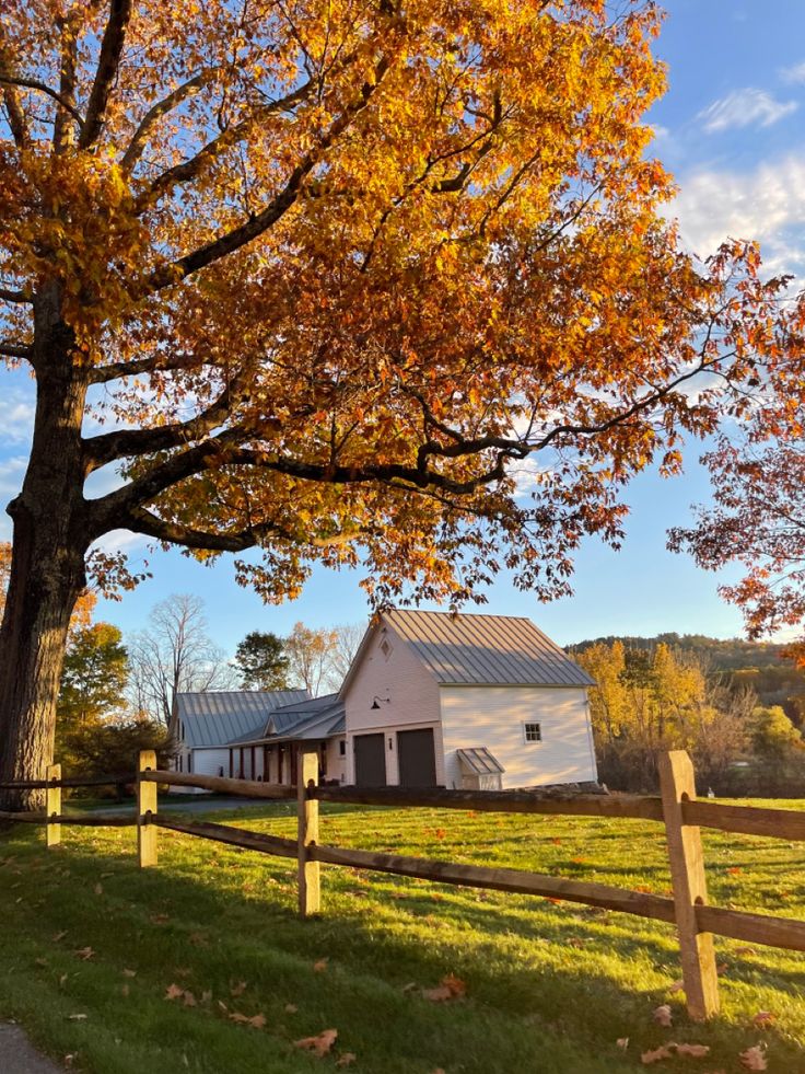 a white barn sits next to a tree in the fall