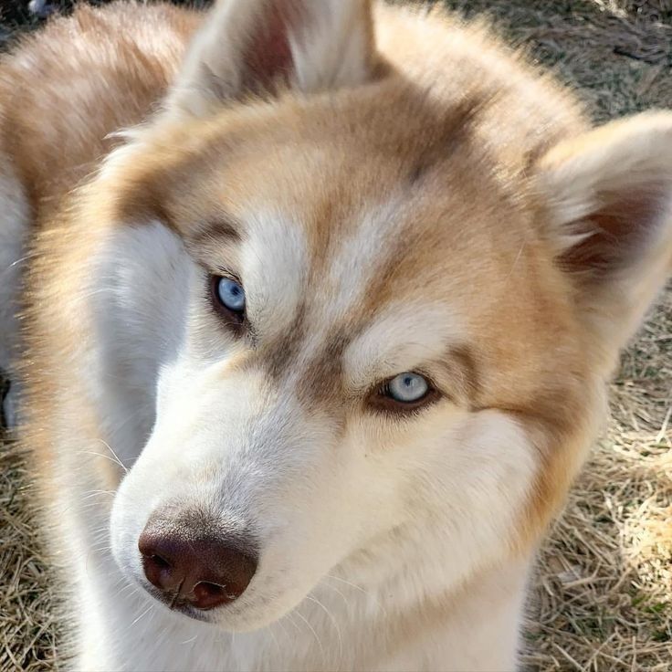 a close up of a husky dog with blue eyes looking at the camera while laying on some grass