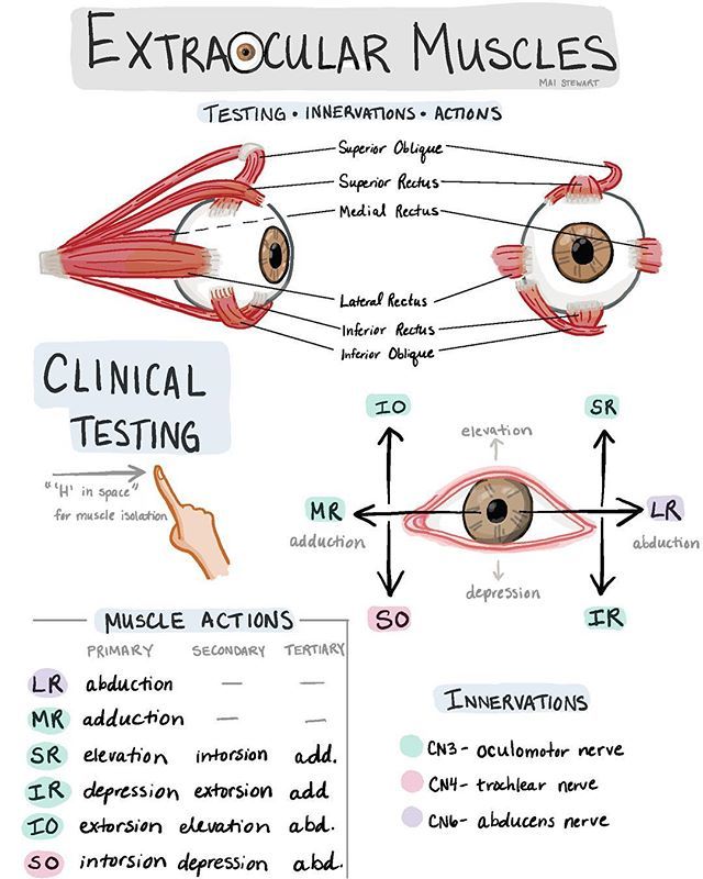 an eye diagram with the words extrocular muscles and their corresponding parts labeled in red