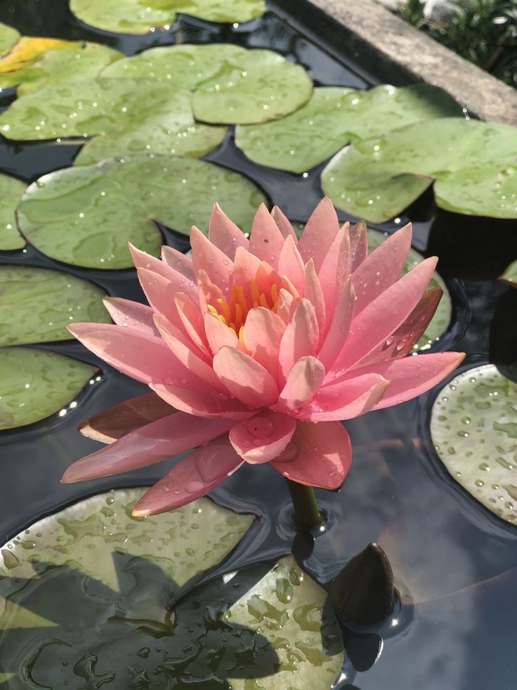 a large pink flower sitting on top of lily pads