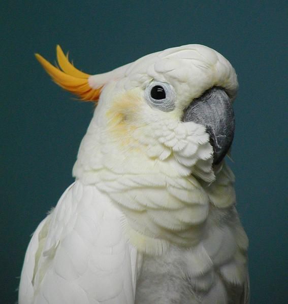 a close up of a white parrot with yellow beak and orange tipped feathers on it's head