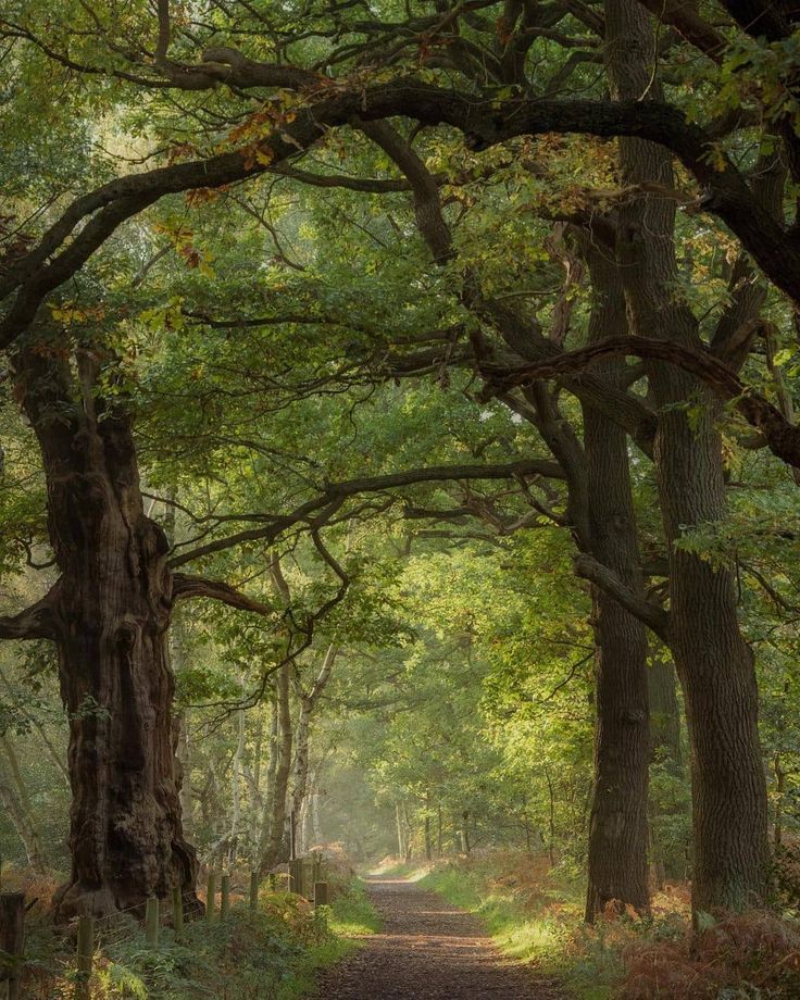 a dirt road surrounded by trees and grass